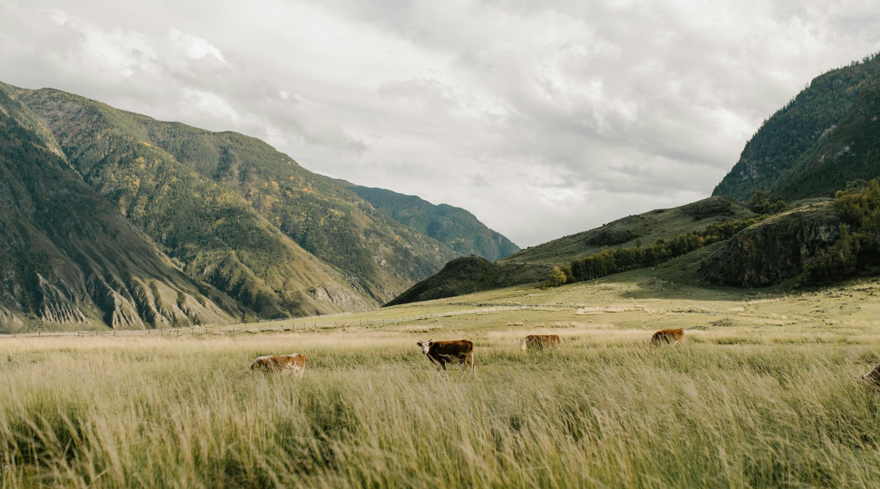 List of Regenerative Agriculture Documentaries, Educators and Organizations; Including Regenerative Farming, Ranching and Bison Resources