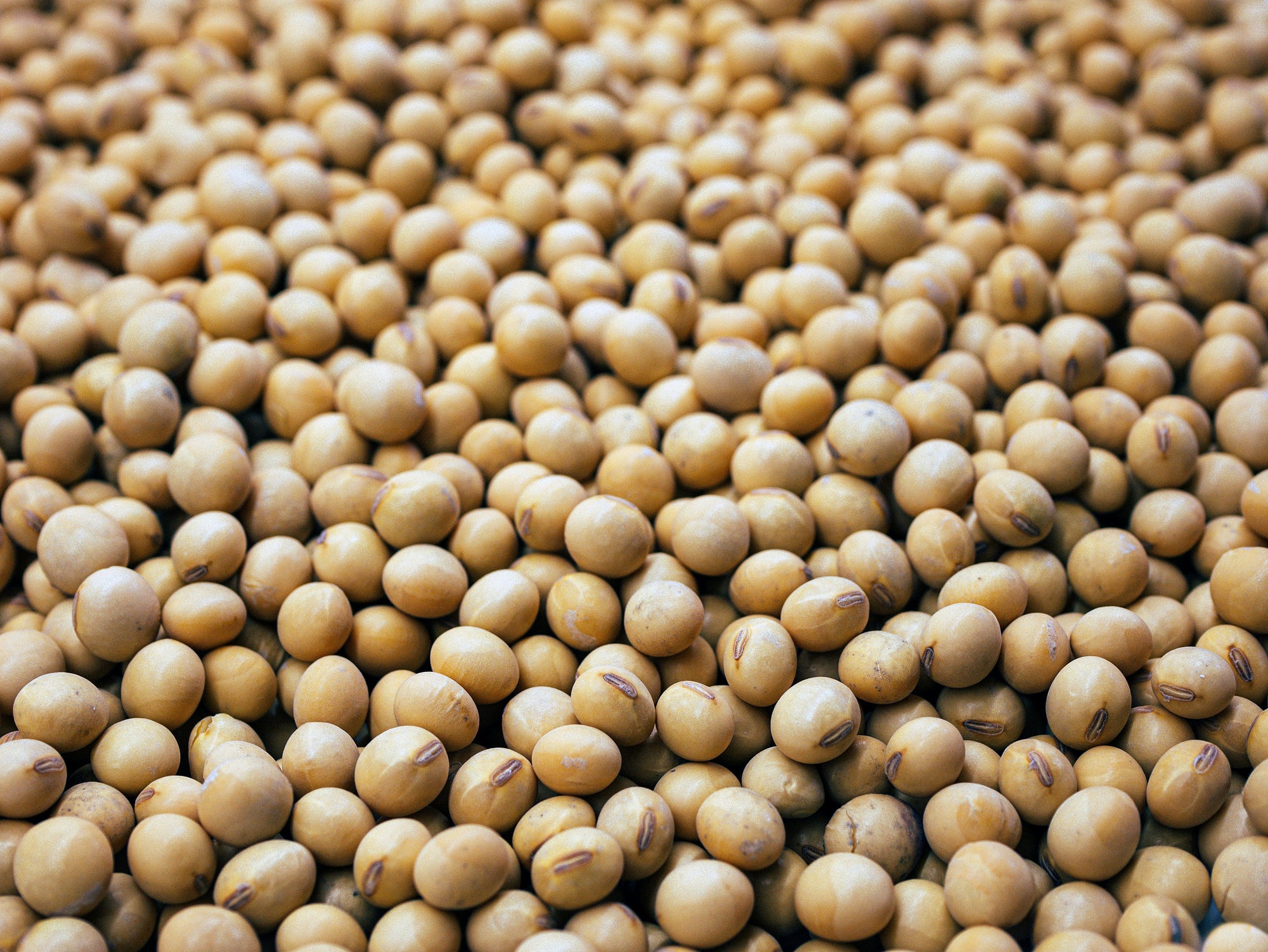 The Downsides of Soy Protein