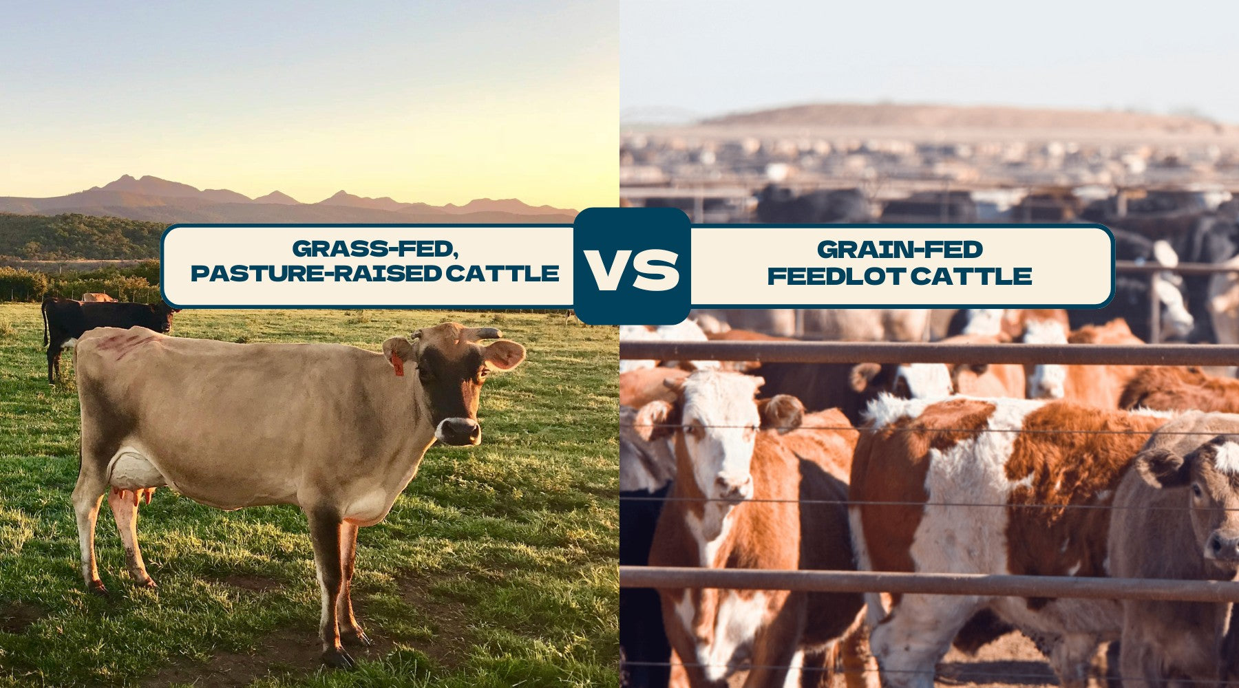 The Complete Guide to Grass-Fed, Grass-Finished, Pasture-Raised Beef