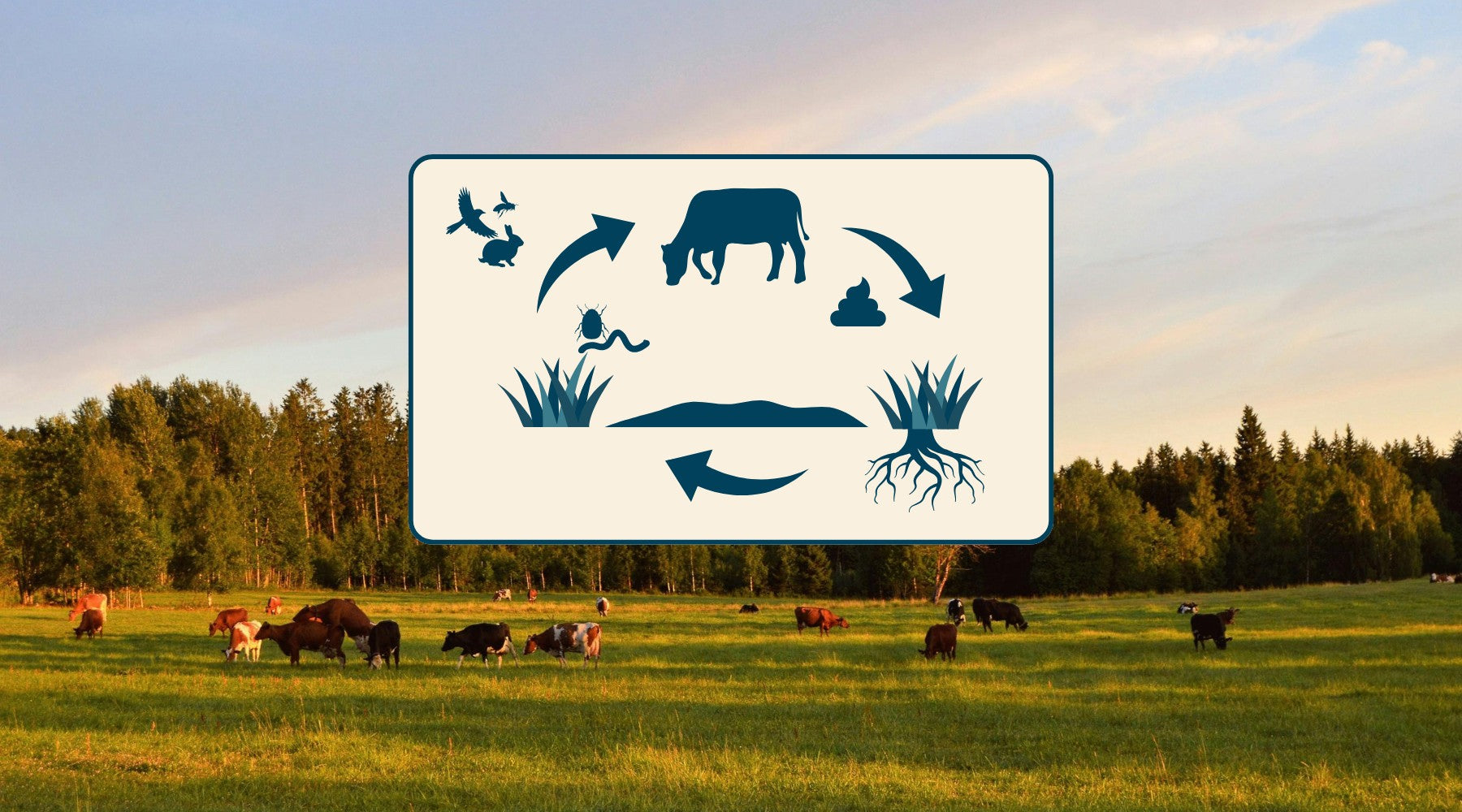 What the Media Gets Wrong About the Environmental Impact of Grass-Fed Beef