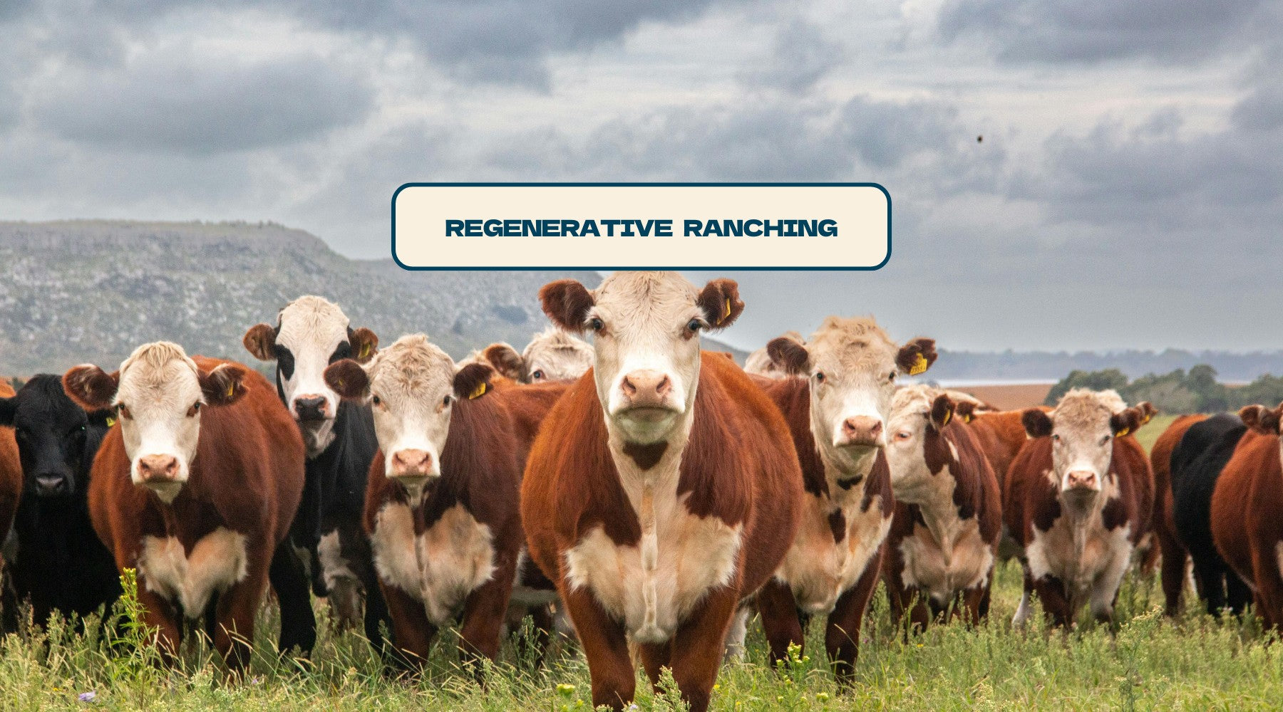 What Percent of U.S. Farms and Ranches are Regenerative?